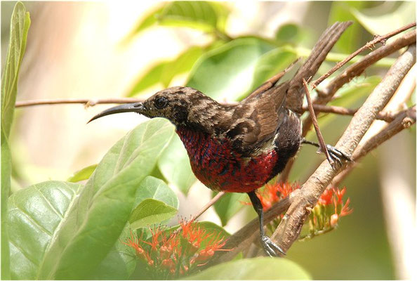 ROTBRUST-GLANZKÖPFCHEN, SCARLET-CHESTED SUNBIRD, NECTARINIA SENEGALENSIS 