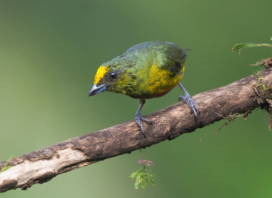OLIVRÜCKENORGANIST, OLIVE-BACKED EUPHONIA, EUPHONIA GOULDI