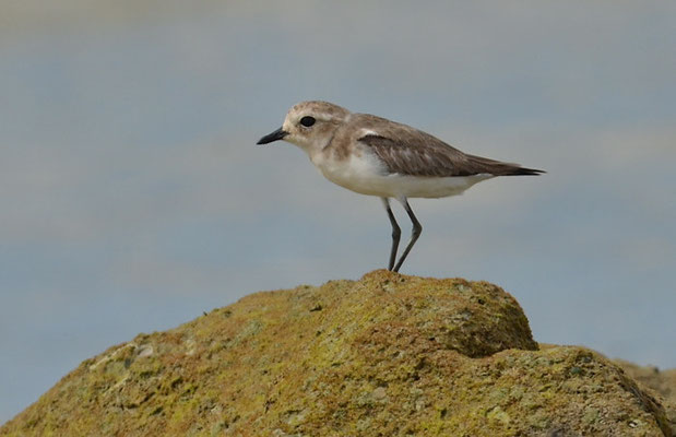 MONGOLENREGENPFEIFER, LESSER SAND PLOVER, CHARADRIUS MONGOLUS