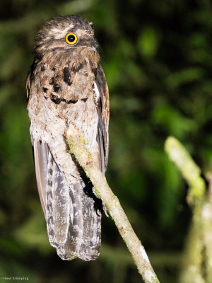 Urutau-Tageschläfer, Common Potoo - Nyctibius aethereus