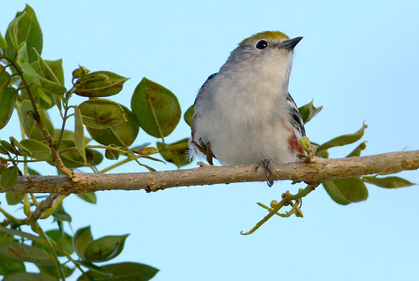 GELBSCHEITELWALDSÄNGER, CHESTNUT-SIDED WARBLER, DENDROICA PENSYLVANICA