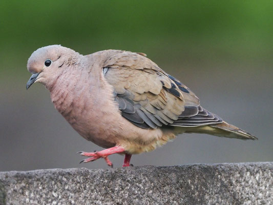 OHRFLECKTAUBE, EARED DOVE - ZENAIDA AURICULATA