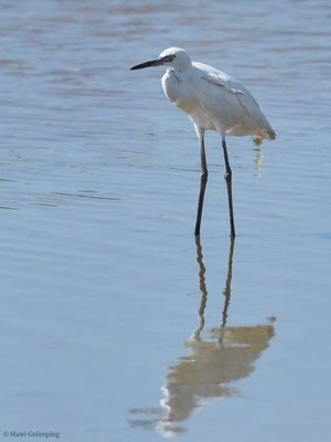 BLAUREIHER, LITTLE BLUE HERON, EGRETTA CAERULEA