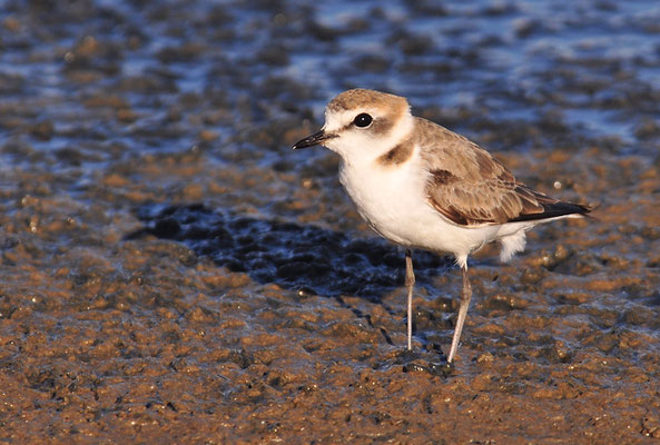 SEEREGENPFEIFER, KENTISH PLOVER, CHARADRIUS ALEXANDRINUS