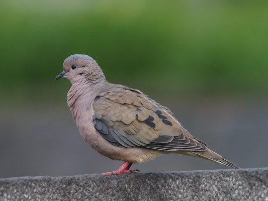 OHRFLECKTAUBE, EARED DOVE - ZENAIDA AURICULATA