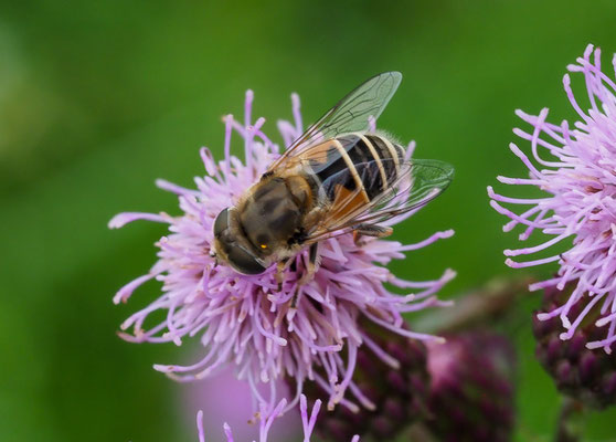 KLEINE KEILFLECKSCHWEBFLIEGE, ERISTALIS ARBUSTORUM