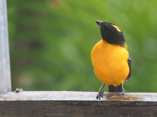 SCHWARZKINN-BERGTANGARE, BLACK-CHINNED MOUNTAIN-TANAGER - ANISOGNATHUS NOTABILIS