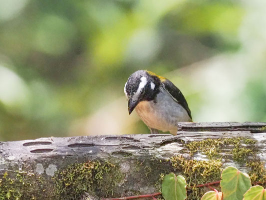 Schwarzschwingensaltator, Black-winged Saltator - Saltator atripennis