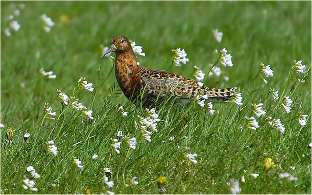 KAMPFLÄUFER, RUFF, PHILOMACHUS PUGNAX