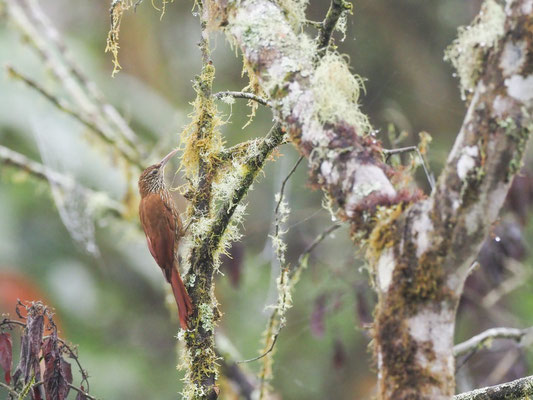 Bergwald-Baumsteiger, Montane Woodcreeper - Lepidocolaptes lacrymiger