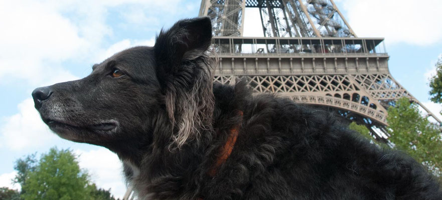 Mit Hund nach Frankreich Mit Hund auf Tour