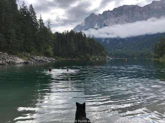 Hund schwimmt morgens im Eibsee unter Zugspitze