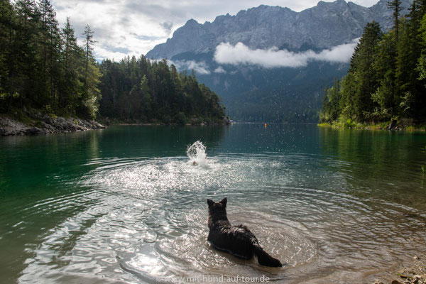 Schwimmen mit Hund im Eibsee
