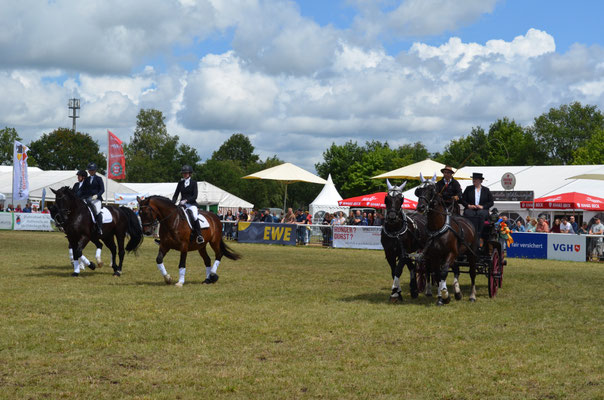 Pferde: auf der Tarmsteder Ausstellung in vielen Vorführungen im Programm