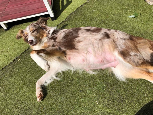 Hund Trächtig Bauch