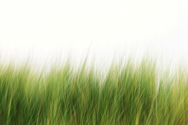 Manuela Deigert Meeresfarben, Lichtgrünes Dünengras, grünes Dünengras mit hellem Himmel, künstlerisch verwischt durch ICM