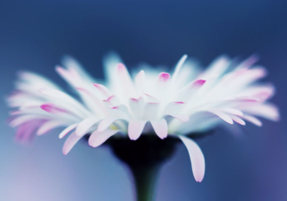 Manuela Deigert Fotokunst Start, Künstlerische Makro Fotografie von einem Gänseblümchen