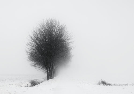 Manuela Deigert Projekte Winterlandschaft ein einzelner Baum in einer Schneelandschaft