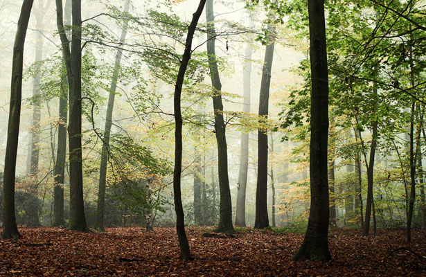 Manuela Deigert Natur Fine Art Lichtes Waldstück mit Stämmen und Blättern