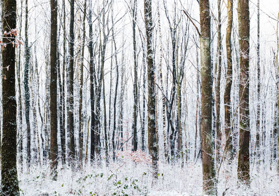 Manuela Deigert Natur Fine Art Baumstämme mit Schnee