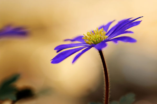 Manuela Deigert Fotokunst, Fine Art Natur, Künstlerische Makro Fotografie von einer lila Anemone im Sonnenlicht