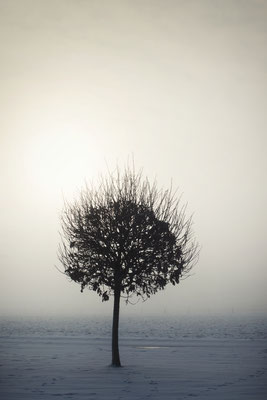 Manuela Deigert Natur Fine Art Einzelner Baum mit Sonne im Winter
