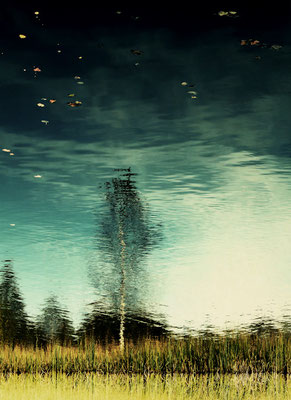 Manuela Deigert Natur Fine Art, Umgekehrte Wasserspiegelung von einer Birke in einem Moorsee und herbstlichem Laub