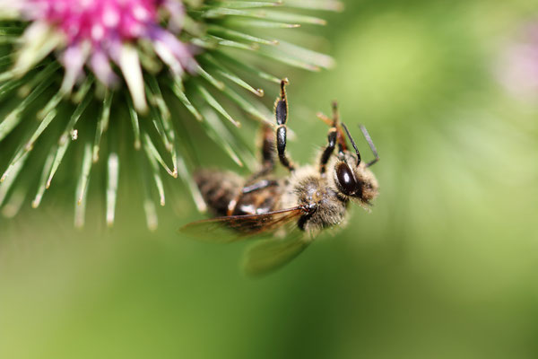 Manuela Deigert Natur Fine Art Biene schwebend auf einer Blüte