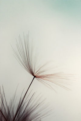 Manuela Deigert Natur Fine Art, Makrofotografie von einem filigranen Löwenzahnschirmchen