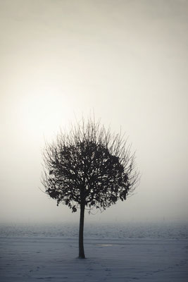 Manuela Deigert Natur Fine Art, einzelner Baum im Gegenlicht mit Sonne und Schneelandschaft