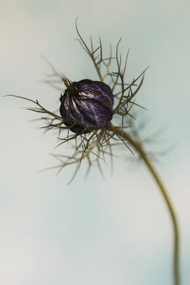 Manuela Deigert Natur Fine Art, Pflanze Jungfer im Grünen