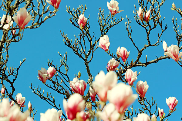 Manuela Deigert Fotokunst, Fine Art Natur, Künstlerische Fotografie von rosa Magnolien an einem Magnolienbaum mit blauem Himmel