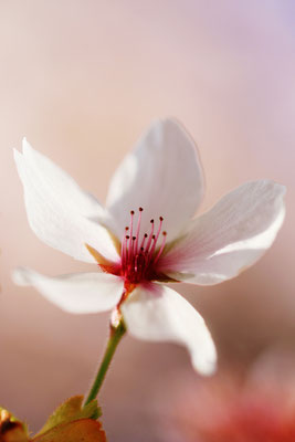 Manuela Deigert Fotokunst, Fine Art Natur, Künstlerische Makro Fotografie von einer einzelnen japanischen Kirschblüte