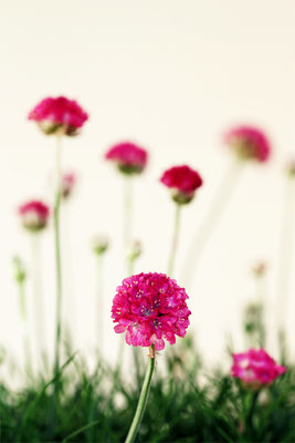 Manuela Deigert Fotokunst, Fine Art Natur, Künstlerische Makro Fotografie von pinken Strandnelken