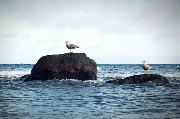 Manuela Deigert Meeresfarben Zwei Möwen auf zwei Felsen in der Ostsee