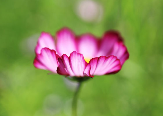 Manuela Deigert Fotokunst Start, künstlerische Makro Fotografie von einer pinken Kosmee im Grünen
