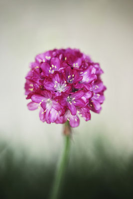 Manuela Deigert Fotokunst, Fine Art Natur, Künstlerische Makro Fotografie von einer einzelnen pinken Strandnelke