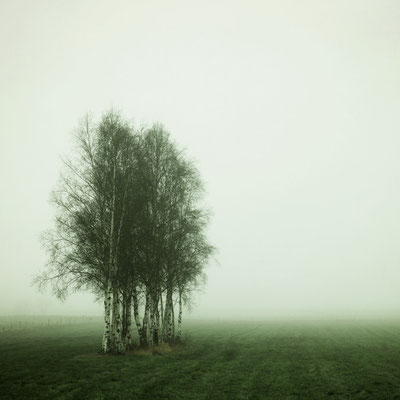 Manuela Deigert Natur Fine Art, eine Birkengruppe im Nebel auf einer grünen Wiese