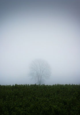 Manuela Deigert Natur Fine Art Einzelner Baum mit Acker im Nebel