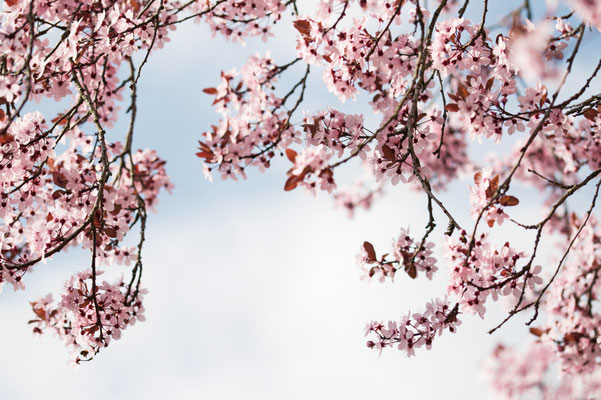 Manuela Deigert Natur Fine Art Japanische Kirschblüten mit Himmel