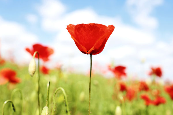 Manuela Deigert Fotokunst Start, künstlerische Fotografie von roten wilden Mohnblumen in einem Feld