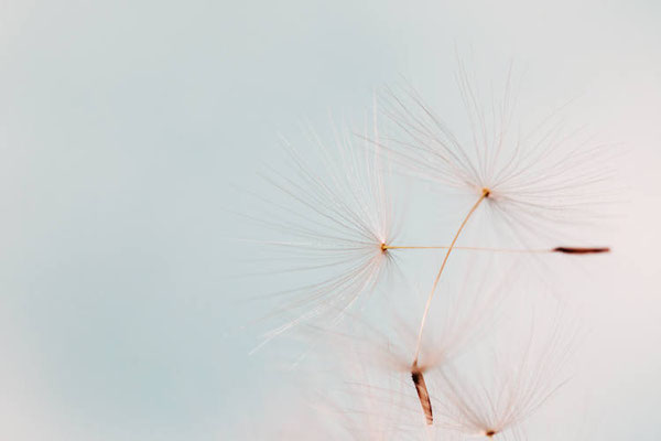 Manuela Deigert Natur Fine Art, Makroaufnahme von Löwenzahnschirmchen vor pastellblauem Hintergrund