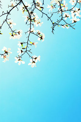 Manuela Deigert Fotokunst, Fine Art Natur, Künstlerische Fotografie von herabhängenden weißen Magnolien mit blauem Himmel