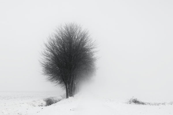 Manuela Deigert Natur Fine Art Baum in Schneelandschaft