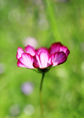 Manuela Deigert Fotokunst, Fine Art Natur, Künstlerische Makro Fotografie von einer pinken Kosmee im Grünen