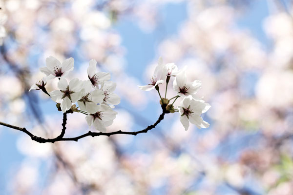 Manuela Deigert Natur Fine Art, künstlerische Makro Fotografie von einem Zweig mit Kirschbaumblüten