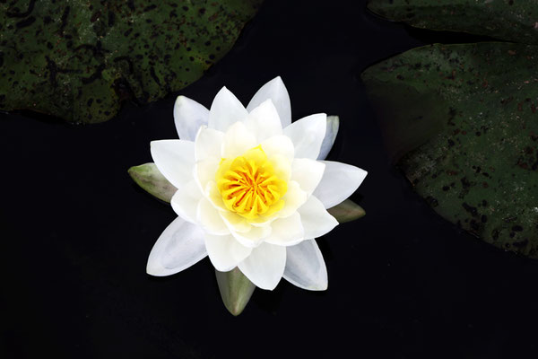 Manuela Deigert Fotokunst, Fine Art Natur, Künstlerische Makro Fotografie von einer einzelnen Seerose in einem Teich