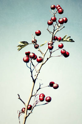 Manuela Deigert Natur Fine Art, Zweig mit roten Beeren vor blauem Himmel