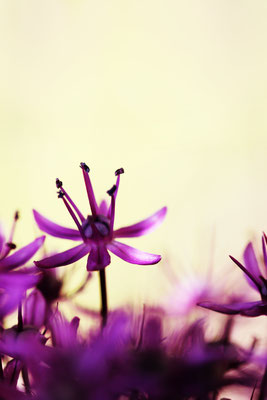 Manuela Deigert Natur Fine Art Makro von filigranen lila Blüten