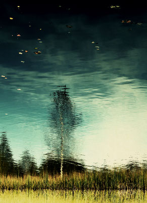 Manuela Deigert Natur Fine Art Umgekehrte Spiegelung einer Birke im Wasser